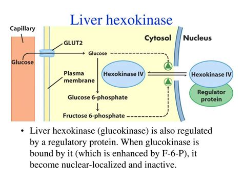 hexokinase function.